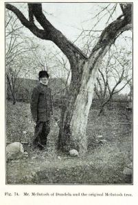 Mr. McIntosh of Dundela and the original McIntosh tree. Fig. 74 The Story of an Apple  Bulletin of the Ontario Agricultural College and Dept of Agriculture