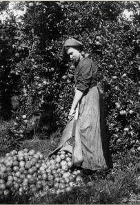 Sallows Girl Packing Apple 1908