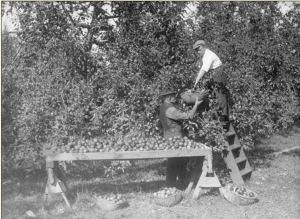Two Apple Pickers