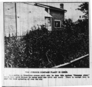 James photo, house with compass plant weeds Toronot Star Weekly Aug. 9, 1913 p8 weeds