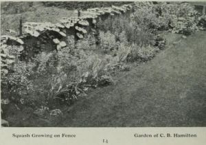 Toronto Horticultural Yearbook 1910 Squash Growing on Fence p.18